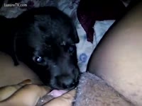 A Dog licks the wet crack of a Girl